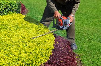 Lawn and Turf