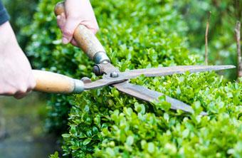 Lawn and Turf