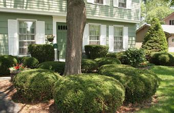 Lawn and Turf