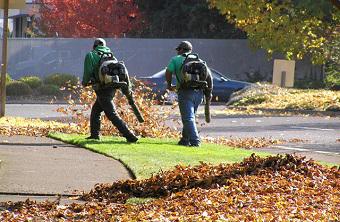 Lawn and Turf